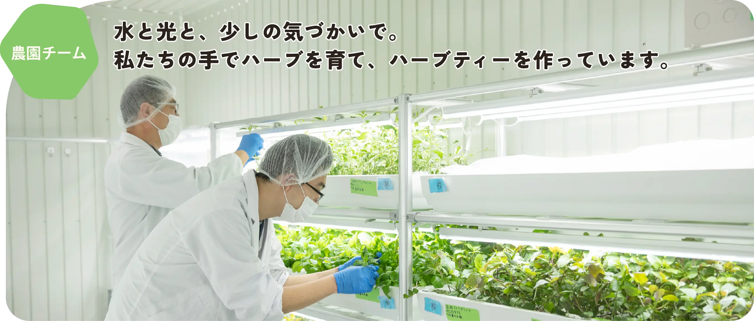 農園チーム　水と光と、少しの気づかいで。
私たちの手でハーブを育て、ハーブティーを作っています。